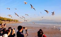 深圳湾公园 | 西伯利亚的海鸥如约而至，落日余晖，群鸟翱翔，大自然的和谐之美在此刻具象化……