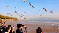 深圳湾公园 | 西伯利亚的海鸥如约而至，落日余晖，群鸟翱翔，大自然的和谐之美在此刻具象化……