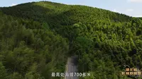 咸宁市 星星竹海
