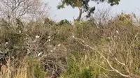 中国最美湿地-下渚湖国家湿地公园！位于浙江湖州德清，是江南最大湿地之一！湿地内可观赏芦苇荡、鹭鸟，体验“水上迷宫”！春季赏花最佳时节！早樱、桃花、梨花花岛盛开！