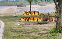 看四不像的绝佳地任何时候都不拥挤原生态5A景区，大丰中华麋鹿园