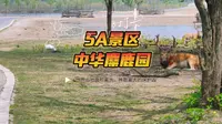 看四不像的绝佳地任何时候都不拥挤原生态5A景区，大丰中华麋鹿园