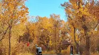 秋季的金湖杨景区！