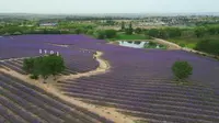 宁夏薰衣草庄园-20240831