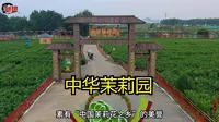 好一朵美丽的茉莉花！探访横州市中华茉莉园，看茉莉花之乡的盛景