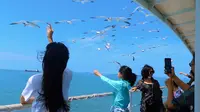 坐船去长岛，在甲板上体验了一把喂海鸥，这20块钱花得太值了