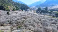 世外梅园高清版