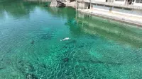 南宁武鸣灵水，独享天然游泳池的一天！