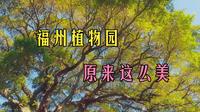 福州植物园 - “千层竹榕”