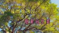 福州植物园 - “千层竹榕”