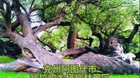 克州阿图什市哈拉峻乡怪柳林景区