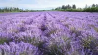 【地理素材】新疆伊犁河谷杏花沟和薰衣草海