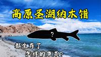 高原圣湖纳木错都生存了怎样的鱼类呢？