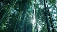 咸宁星星竹海小记