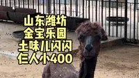 山东潍坊，金宝乐园，个人游玩不太全攻略，土味闪闪，值得一去，仨人小400