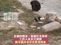 又有动物园猴群与猫共栖？ 内蒙古通辽通报