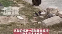 又有动物园猴群与猫共栖？ 内蒙古通辽通报