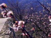 又到赏杏花的季节，实地探访济南赏杏花好去处，石匣村杏花林