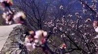 又到赏杏花的季节，实地探访济南赏杏花好去处，石匣村杏花林