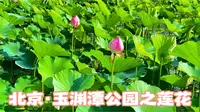 北京·玉渊潭公园之莲花
