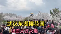 武汉东湖樱花园，谢谢武汉人民，把最美的风景留给了外地游客！