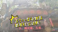 【云游动物园】常熟虞山动物园都有哪些动物