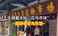 无锡最大花鸟市场“南禅寺花鸟市场”