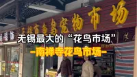 无锡最大花鸟市场“南禅寺花鸟市场”