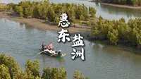 走进惠东盐洲岛红树林秘境