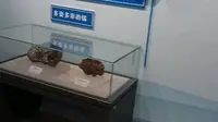 贵州地质博物馆