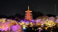 夜樱·武汉东湖磨山樱花园 2024.3.24