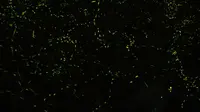 眉山市青神县汉阳镇 ｜ 去看萤火虫吧，这里有一大群（含攻略）