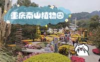 重庆南山植物园｜菊花展
