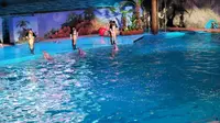 大连老虎滩海洋公园极地馆第一弹#海豚#