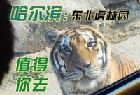 哈尔滨  【东北虎林园】