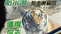 哈尔滨  【东北虎林园】