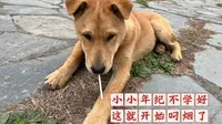 桂林龙脊梯田金佛顶观景台的大黄们