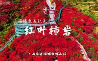 淄博最美秋色之红叶柿岩：漫山红叶皆秀色，层林尽染秋韵浓