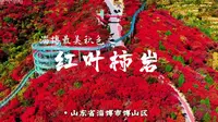 淄博最美秋色之红叶柿岩：漫山红叶皆秀色，层林尽染秋韵浓