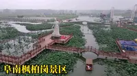 航拍地城枫柏岗景区，万亩荷花池，阜南网红打卡地