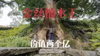 重庆酉阳楠木湾，中国千年金丝楠第一村，一棵树价值两个亿