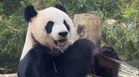 海南热带野生动植物园热带熊猫兄弟26年4月8日