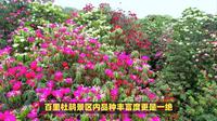 国内杜鹃花海的天花板就在贵州毕节市，百里杜鹃景区已进入盛花期