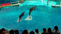 游成都海昌极地海洋世界