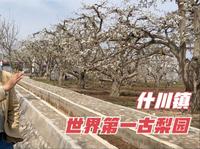 徒步十公里，实拍兰州市什川镇，这里有世界第一古梨园，梨花开放了