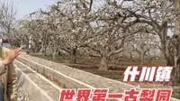 徒步十公里，实拍兰州市什川镇，这里有世界第一古梨园，梨花开放了