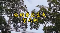 西双版纳景区盘点之望天树