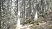 徒步三，青海西宁大通鹞子沟老虎沟自然氧吧原始森林
