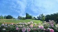 成都天府花溪谷，成都近郊有名的赏花踏青必去目的地。这里四季皆宜的花卉盛宴，春赏花海，夏观绣球，秋赏红枫，美景不断