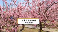 2026年3月21日，石家庄市植物园梅花盛放，游人如织。